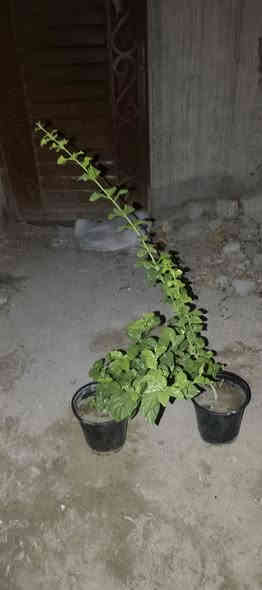 أنواع الورد و الاشجار الاتصال ***********
