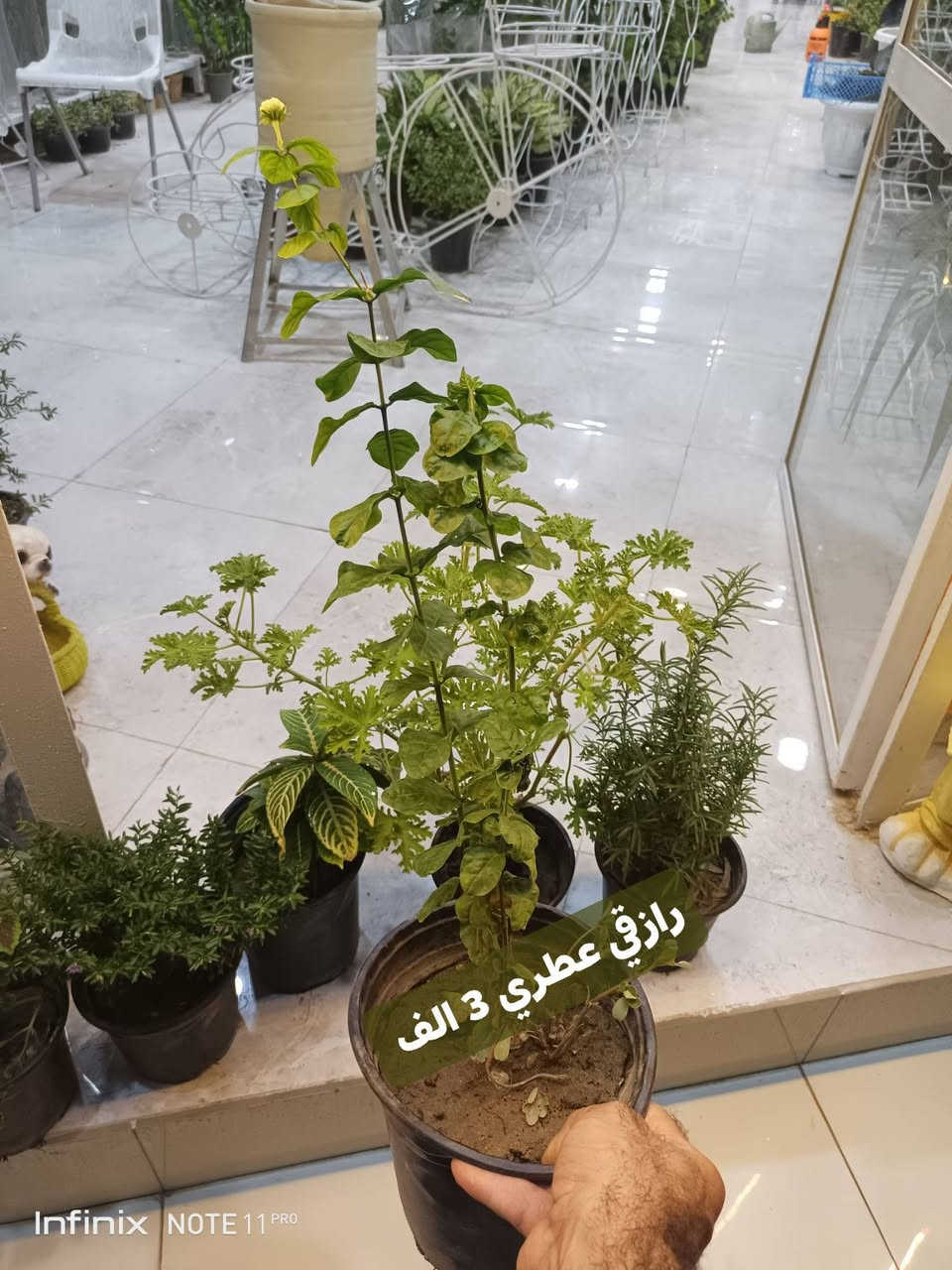 وجبة جديده من نباتات شمسية خارجية...الانبار الرمادي العزيزية مكان الجديد...من جهة شارع العام خلف مجمع برج المسك شارع ميسلون  اول فرع على اليمين *********** ... يوجد توصيل داخل الرمادي...
