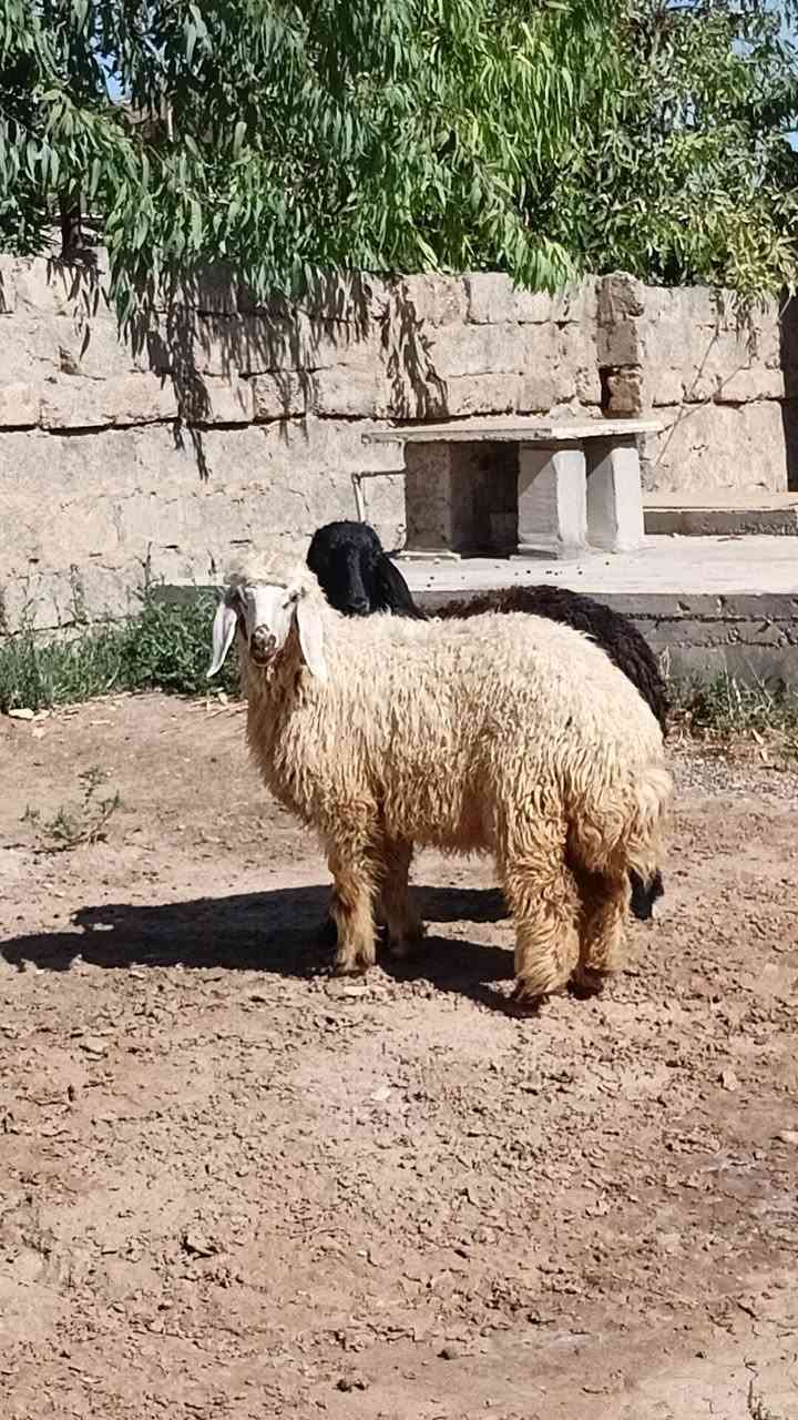 السلام عليكم
دجات العدد 3
ونعجه بگمه صرصه 
حانيه شهرين الشايلتو الثالث
مكفلات من كل عيب 
مكاني الشرقاط قرية شكرا 
***********
