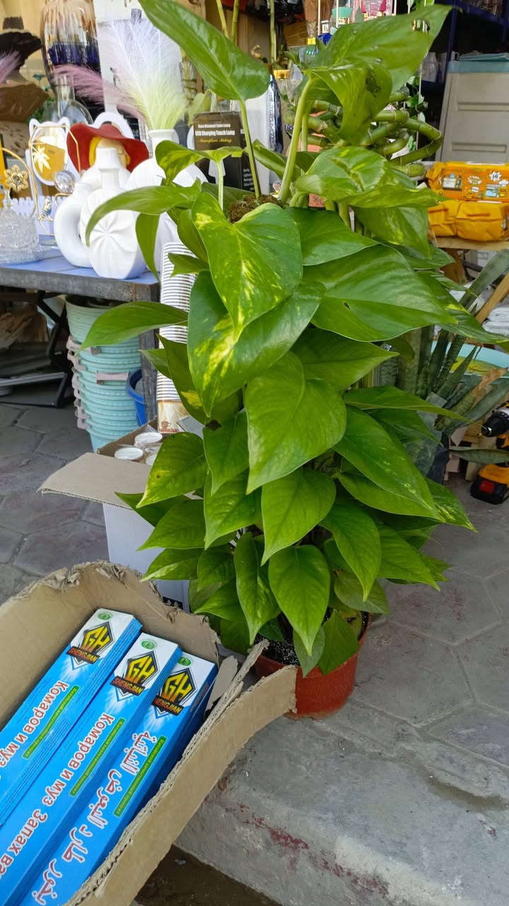 وصلت مجموعة نباتات طبيعية لبلاب تعليگ أو عمودي ورد موسمي عصا موسى العنوان شارع عرق النسا مقابل علوة نافع لبيع الفواكه والخضراوات الليث للتحفيات والزهور الصناعية


**إذا كنت صاحب هذا الإعلان وتريد حذفه لأي سبب، رجاءا أرسل رسالة إلى الدعم الفني**