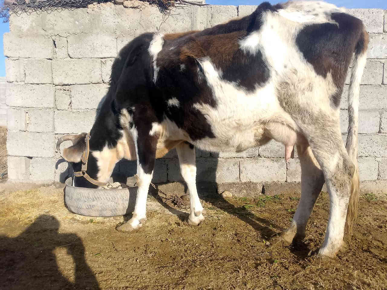 السلام عليكم عندي بقره لجبه عله كل عيب وعشره 4 اشهر شرط فحص بيطري والده اربع ابدطون وحليب خير من الله مليون 425 وبيه مجال المكان الشرقاط اسديره. اتصل ***********
