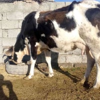 بقرة • فحص بيطري • الشرقاط اسديره