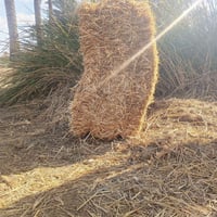 تبن • متعهد تبن • بذور