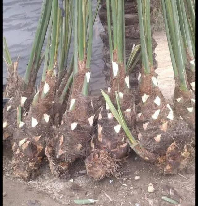 السلام عليكم يوجد الدينا برحي ومجهول وكرنفلي وكافة انواع النخيل لاتصال ع الرقم ***********
