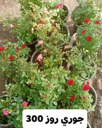 مشتل • أشجار وورود • الديوانية الحي العسكري