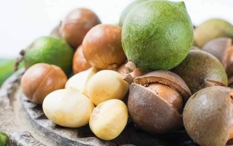 🌿✨ متوفر الآن في مشتل الشاهين الزراعي
شتلات شجرة المكدميا (جوز المكاديميا) 🌰🌳

من أرقى وأغلى أشجار المكسرات في العالم، تتميز بسرعة نموها وجمال أوراقها وإنتاجها لثمار المكاديميا اللذيذة والغنية بالفوائد الغذائية 💚

✔️ مناسبة للحدائق والمزارع
✔️ شجرة دائمة الخضرة
✔️ إنتاج وفوائد غذائية عالية
✔️ تضيف منظر استوائي جميل للمكان

📍العنوان: بغداد – الدورة – الشارع المقابل لعلاوي الرشيد قرب شركة دجلة للمشروبات الغازية خلف منطقة أبو دشير
📞 ***********
📲 واتساب متوفر

يوجد توصيل لجميع مناطق العراق بعد تحويل المبلغ على بطاقة ماستر كارد 

🌱 زورونا وتعرفوا على الأصناف المميزة والمتوفرة باستمرار في مشتل الشاهين الزراعي 🌿
