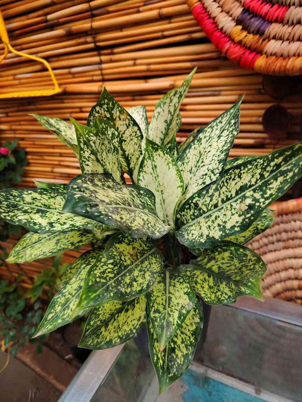 🌿گلونيما 🌿
🪴🪴🪴🪴
نبات ضلي داخل البيت
قوي و سريع النمو و ويتكاثر عن طريق الفسائل،
السعر ١٠،٠٠٠ دينار فقط 💥
يوجد خدمة توصيل داخل الكوت فقط 🚕


**إذا كنت صاحب هذا الإعلان وتريد حذفه لأي سبب، رجاءا أرسل رسالة إلى الدعم الفني**