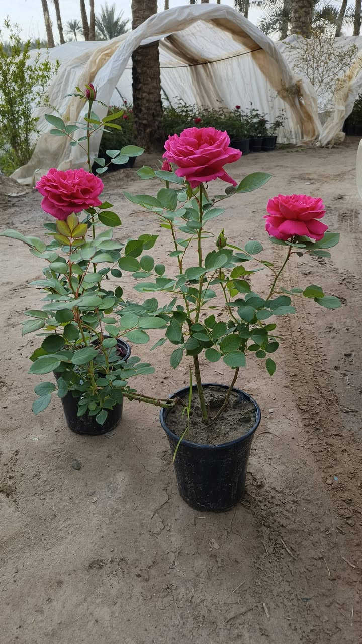 من رخصة الادمن نباتات ضليه وخارجيه التوصيل مجاني الحجز واتساب ***********
التوصيل فقط داخل كربلاء مجاني ما عندي توصيل محافضات
