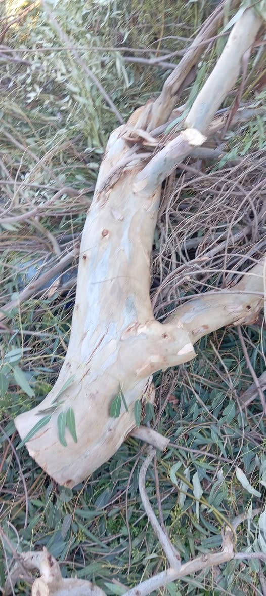 السلام عليكم
يوجد حطب كالبتوز حمل كيه السعر 170  / المكان البغدادي / رقم ***********
