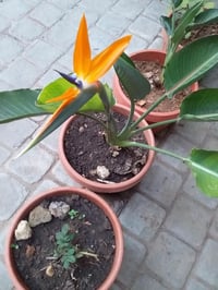 زنبقة عصفور الجنة • معمر • أزهار ملونة