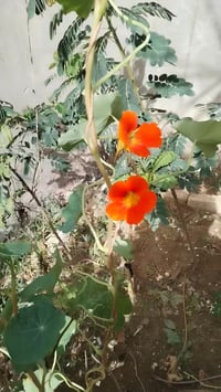 ورد ابو خنجر • بذور استوائية • السماوة