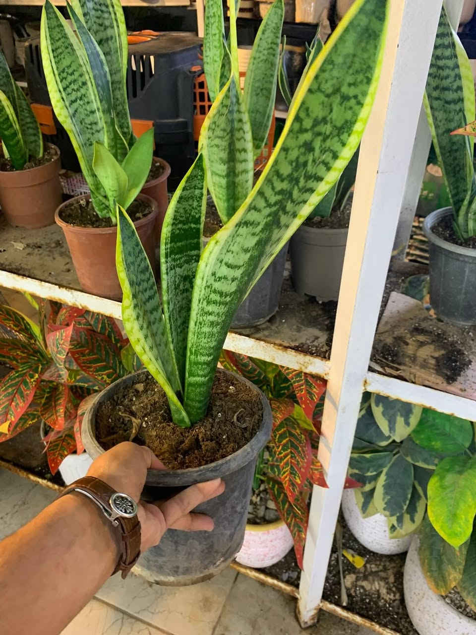 مشتل الشارودي
يتوفر لدينا جميع النباتات داخلية 
واسعار كلش مناسبه 
يتوفر لدينا خدمه توصيل 
للاستفسار ***********
