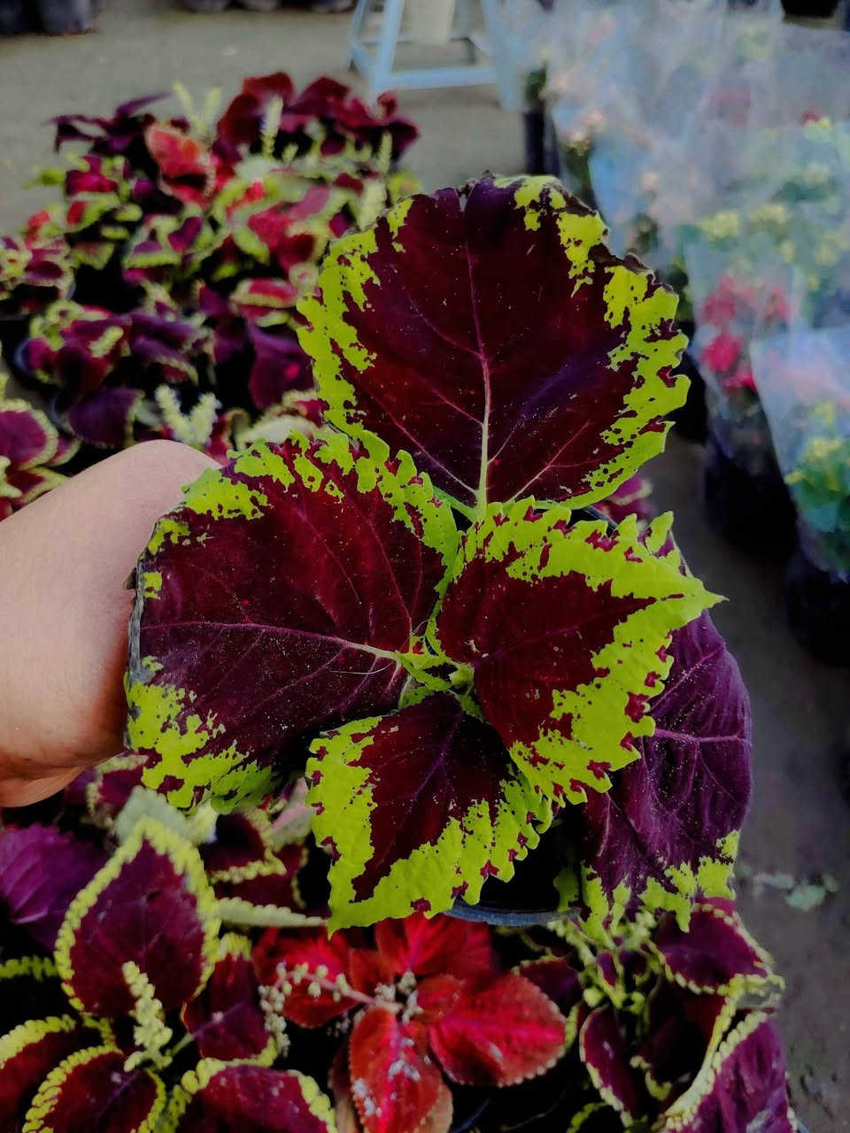 🌿 نبات السجّاد (كوليوس) 🌿
ألوانه ترسم لوحة بدون فرشاة 🎨
كثيف، جذّاب، ويخطف النظر من أول نظرة
مثالي للحدائق، السنادين، والديكورات الخارجية
💰 السعر: ٢٠٠٠ دينار فقط
🚚 التوصيل داخل الكوت فقط
📍 متوفر في مشتل ضفاف دجلة
الكمية محدودة…


**إذا كنت صاحب هذا الإعلان وتريد حذفه لأي سبب، رجاءا أرسل رسالة إلى الدعم الفني**