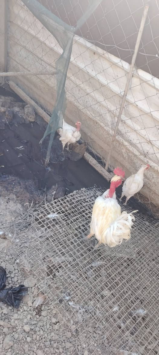 وينهم الجنايه انواع الدجاج زغار وكبار بياض والبط افراخ وكبار مال محميه التفاصيل اكثر خاص


**إذا كنت صاحب هذا الإعلان وتريد حذفه لأي سبب، رجاءا أرسل رسالة إلى الدعم الفني**