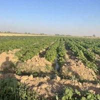٤٠ دونم • شاطيه • الكوت النعمانيه