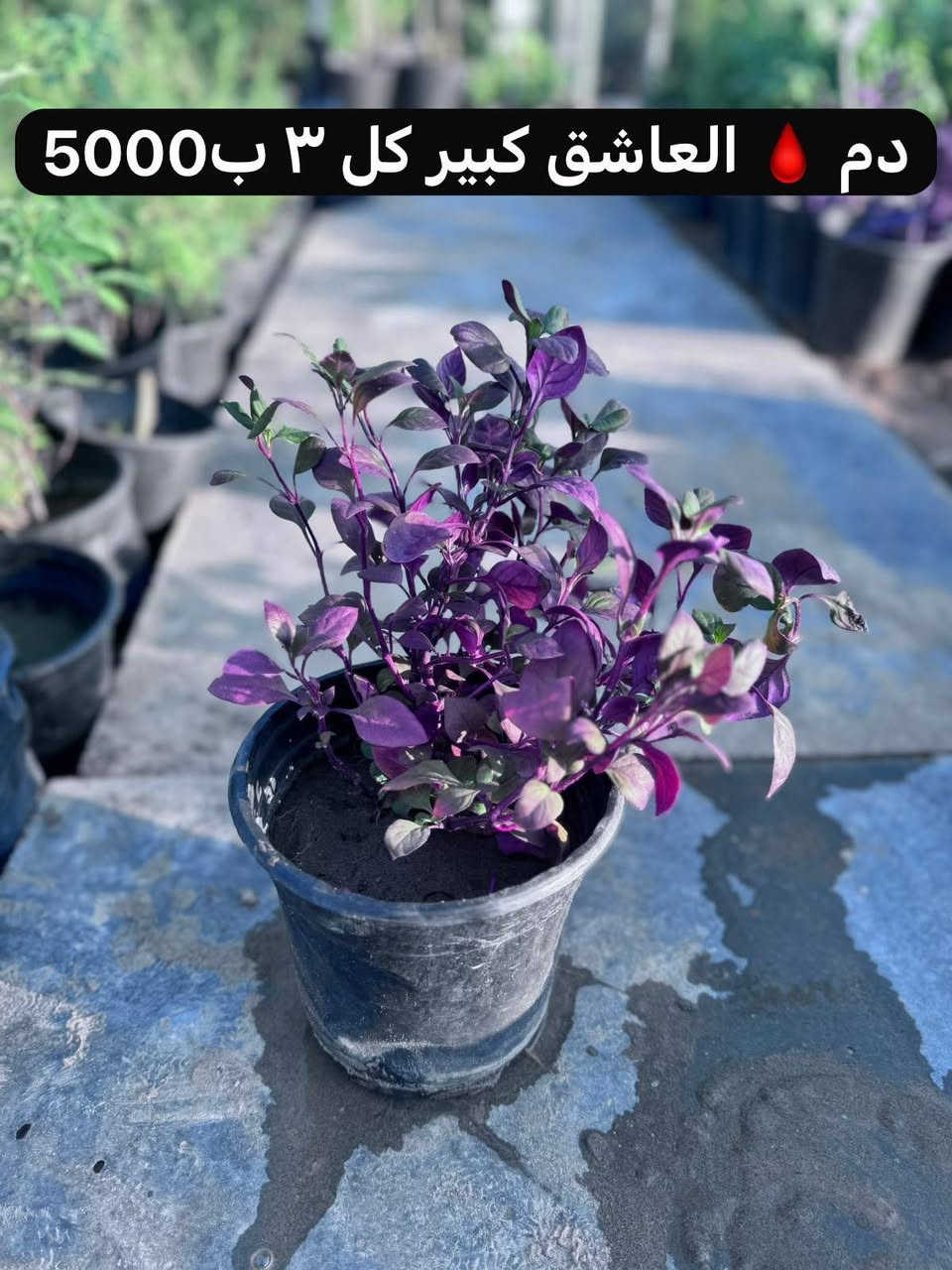 اللهم صلِ على محمد وال محمد
نباتات خارجية

افضل طريقة العناية 
سماد كل 15 يوم نوعية 
داب 
NPK
حديد 
هيومك 
وسقي منتظم كل ما تنشف التربة 
وطريقة التحويل الصحية
والمكان المناسب 

اما اسعار الجملة اتكون اقل للكميات 

اي حاجة من الطلب ما تعجبكم رجعوها مع المندوب 

التوصيل داخل الحسينية 1000
التوصيل  بغداد5000

توصيل المحافظات فقط مستلزمات زراعية والبذور والبلاستك والجملة 

يتوفر لدينا دفع الكتروني 💳 ماستر كارد رافدين وزين كاش 

✅ عنوان بغداد .الحسينية .نهاية شارع السكلات🫣

🌲زورونا تجدون الافظل

الموقع على الخريطة👇🌐

https://maps.app.goo.gl/3Ekn4CXD6gz8GBEq8

اوقات عمل المشتل 🕖من ساعة 7 صباحاً وحتى الساعة6🕙 مساءً 

🚚يوجد توصيل 

للحجز والاستفسار

***********. 📞لأي استفسار الرجاء مراسلتنا على بريد الصفحة 📩 او الواتساب 📲 أو الإتصال على الرقم

باقي الصور في التلكرام https://t.me/evjifdyiojv

