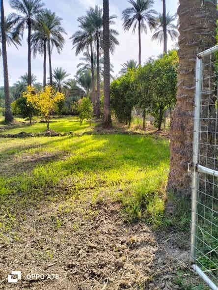 السلام عليكم
نص دونم للبيع طابو سند (25) مسيج بالكامل ومعزول PRC ويتحول باسم المشتري بالطابو شرط

مساحة بالسند (1306) متر 
مربع (الواجهة 25 ونزال 50)

بيه تقريبا 22 نخلة وحمضيات واشجار

الموقع:
 الصويرة يبعد عن جسر الصويرة تقريبا 2 كيلو وقريب جدا على النهر كهرباء قريبة علي والمي مشترك مع باقي المزارع وبي حاليا فلاح لازم البستان كله ومداري والصور توضح كلشي

سعر البستان (((75))) مليون وبي مجال 

اي اسالة او استفسار على الرقم ***********
او 
***********
