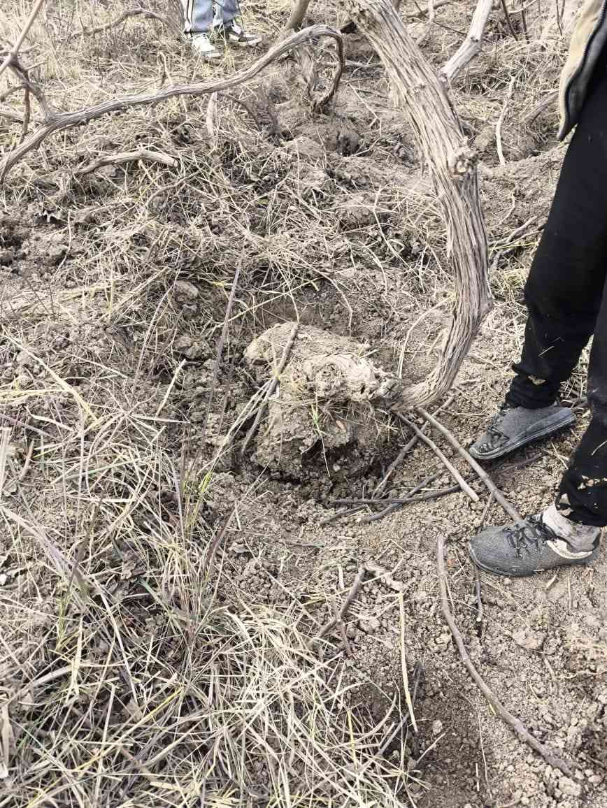 هروش عنب. المحاجير درجه اول
اسود واصفر
سعر الهرش 5 الاف 
رقم الهاتف ***********
