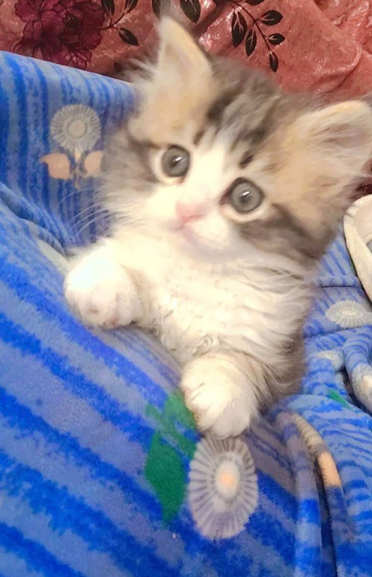 للبيع


**إذا كنت صاحب هذا الإعلان وتريد حذفه لأي سبب، رجاءا أرسل رسالة إلى الدعم الفني**