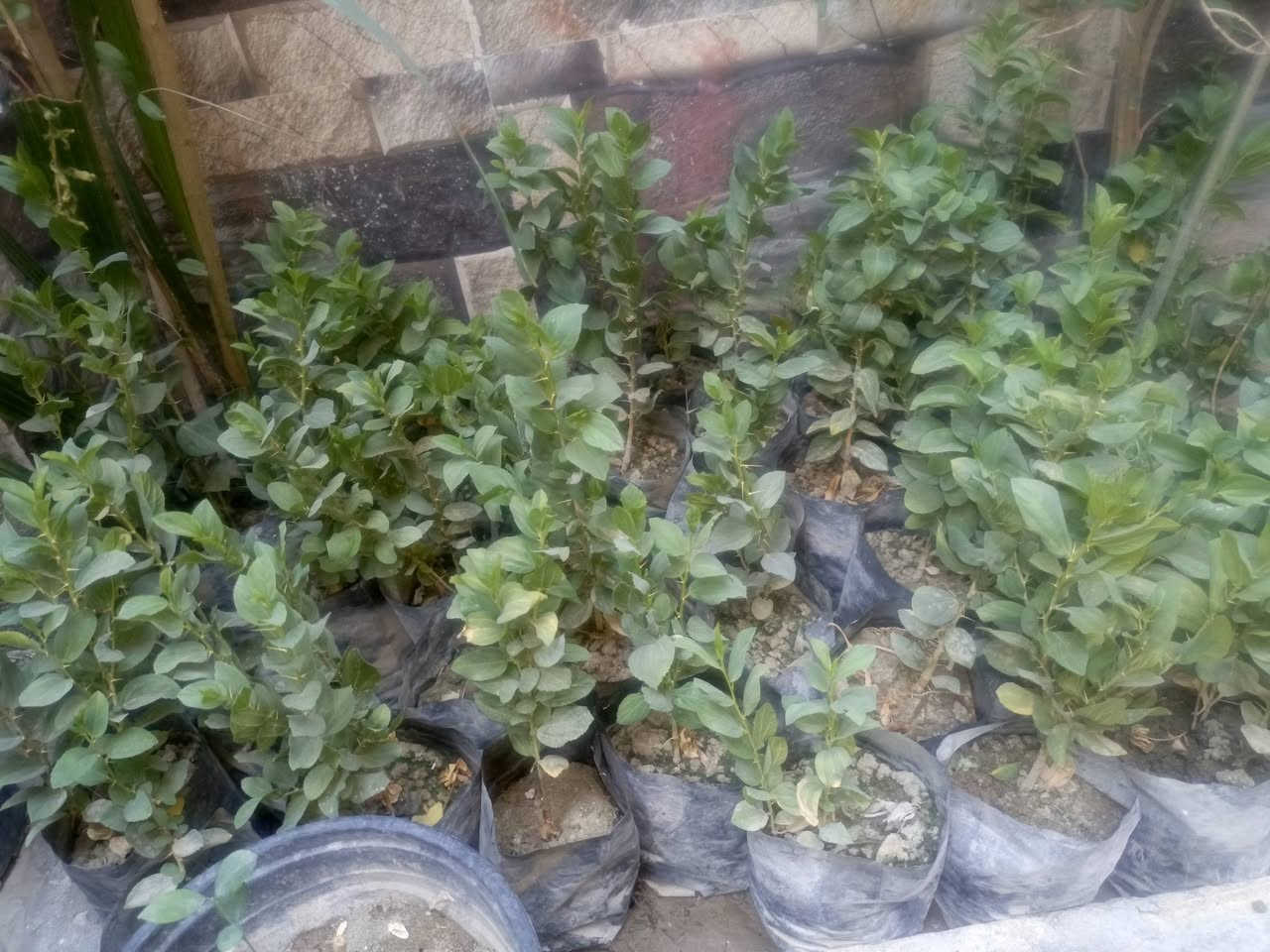 السلام عليكم سدر حشري للبيع زرع السنه سعر الشتله 1000 المكان الناصريه مركز يوجد توصيل داخل الناصريه
السلام عليكم
يوجد سدر حشري للبيع زرع السنه سعر الشتله 1000 المكان الناصريه مركز يوجد توصيل داخل الناصريه
*********** الطلب 50 شتله التوصيل مجاني
