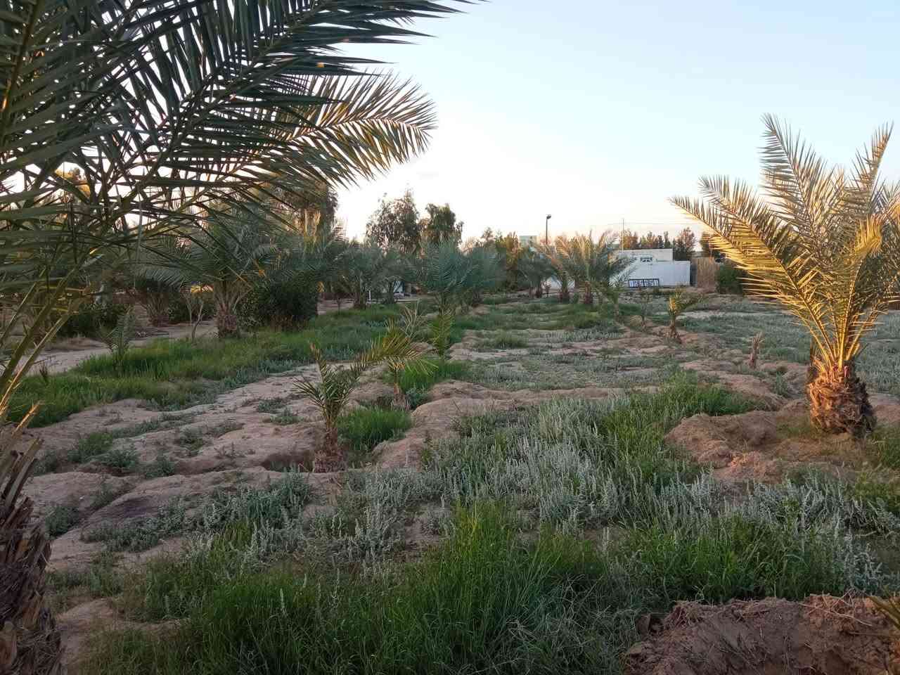 دونم للبيع شارع كربلاء نجف عمود 339خلف المواكب الحسينية بي بيت+ماطور غطاء 10حصان+ماء اساله خطين كهرباء خطين وطني+117نخله حمال مقابل المدارس السعر 90بي مجال قليل ***********

