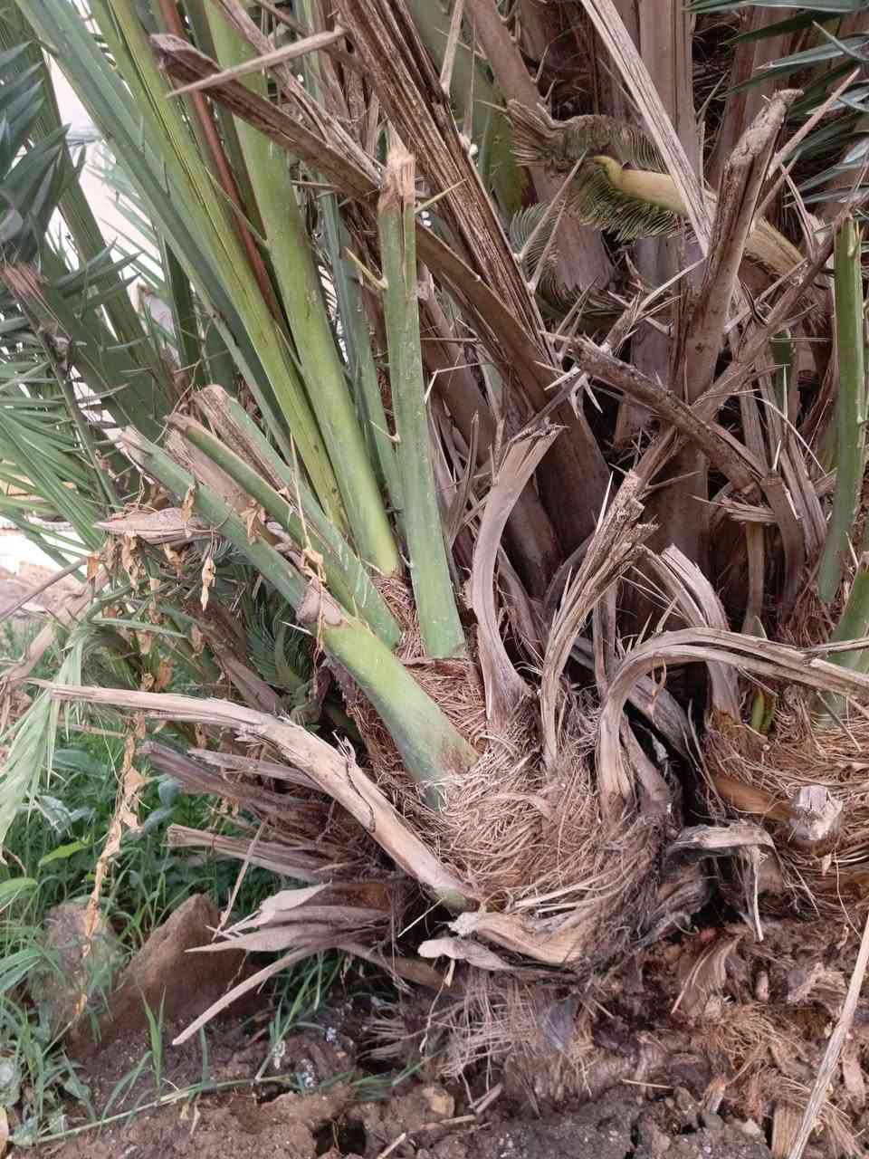 سلام عليكم للبيع فسائل نخيل بحجم كبير  فسائل نخيل من صنف الشويثي الممتاز جاهزة للغرس المباشر ​الحجم كبير وممتاز كما هو موضح في الصور
السعر: 10 الف دينار فقط للفسيلة الواحدة
​للاتصال والحجز: ***********
