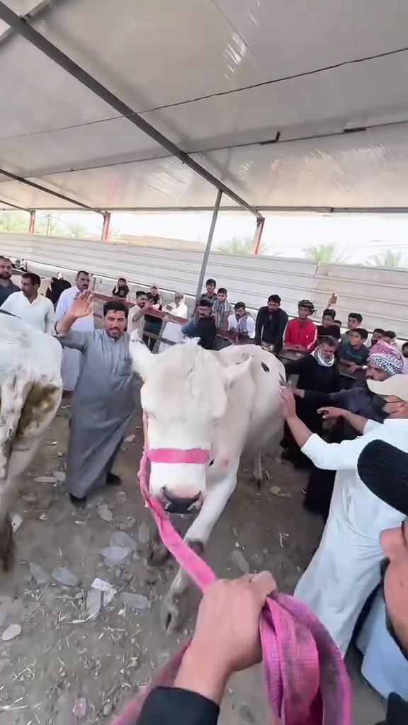 هام ‼️ 🌙🐑 بمناسبة عيد الأضحى المبارك 🐑🌙
فرحة العيد تكمل بأضحية العيد ❤️
مستعدين لذبح جميع الأضاحي
داخل النجف الأشرف وبأسعار مناسبة
نجيك لبيتك نذبحلك
📞 للحجز والاستفسار: ***********
#حي_العداله #حي_الفرات #حي_الغدير #حي_الكرامه #حي_الصحه #حي_الشعراء #حي_العلماء #حي_الحسين #حي_الحنانه #حي_السعد #حي_المثنى #حي_الامير #حي_الزهراء #حي_الاسكان #حي_المعلمين #حي_رحمه #حي_ابوطالب #حي_النصر #حي_المهندسين #حي_الميلاد #حي_النداء #حي_المكرمه #حي_العسكري #حي_الوفاء #حي_الجزيرة #حي_الجامعه #حي_السلام #حي_الغري
