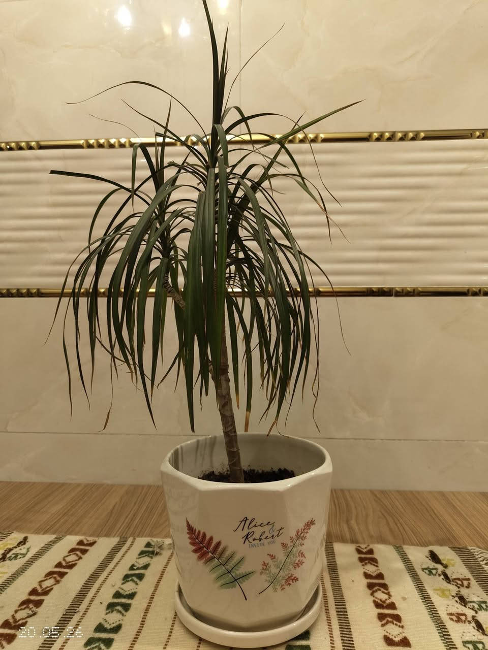 نباتات ظلية ممتازة للبيع مع سنادين سيراميك اصلية


**إذا كنت صاحب هذا الإعلان وتريد حذفه لأي سبب، رجاءا أرسل رسالة إلى الدعم الفني**