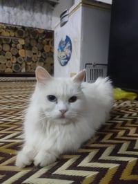 بزونه
