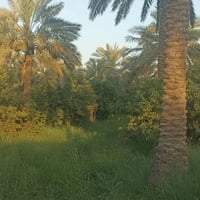 يتوفر دونمين ونص العنوان المدائن الجعاره شارع سيد علي تفاصيل الاتصال و...