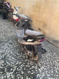 ماكس منغولي • مكفوله • شعله شكوك