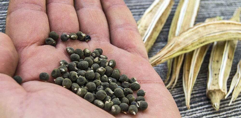 سلام عليكم يوجد بذور باميه للبيع درجه اوله شرط الحوي خير من الله ومتعهد  *********** رقمي
