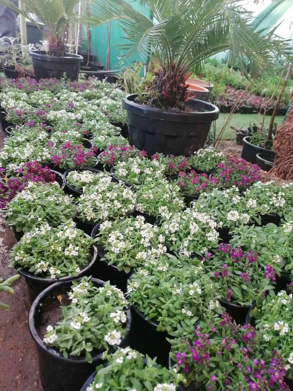 ((مشتل حديثة المركزي))
الموقع #
قرب دائرة البريد بسوق حديثة
دائما مستمرين وياكم
 ٥٠٠ فقط 😍 
تشكيله حلوه من نباتات الخارجية 🌺 
عرووووضنا  وبأسعار بلاششششششش🙂✌️
فقط وبس يمنا)) 😉🌺✌️

لاستفسار زورو صفحتنا أو الاتصال على الرقم
***********
اهلاوسهلا بالجميع ❤️
