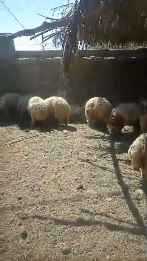 السلام عليكم مكلف بالنشر طليان عدد 19 على كلام صاحبهن فول خشانه كل واحد يصل تقريباً 25 كيلو صافي مكانهن هيت محافظة الانبار استفسار
***********
  #مواشي #حلال #مزرعة #غنم #حيوانات #الثروه_الحيوانيه #طلي #ربط #قصاب
