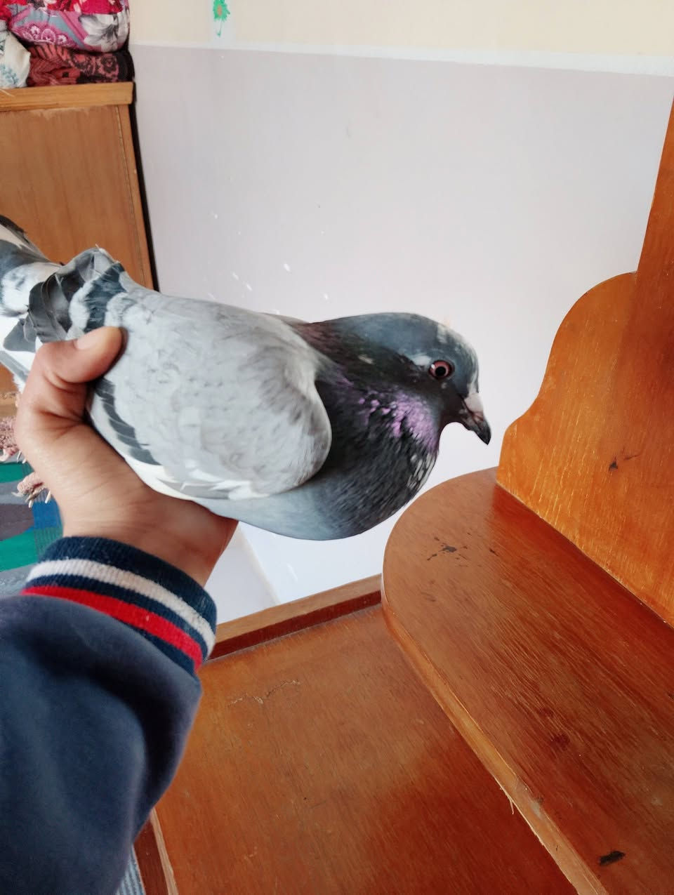 للبيع عدد اربع السعر الجوز ب5


**إذا كنت صاحب هذا الإعلان وتريد حذفه لأي سبب، رجاءا أرسل رسالة إلى الدعم الفني**