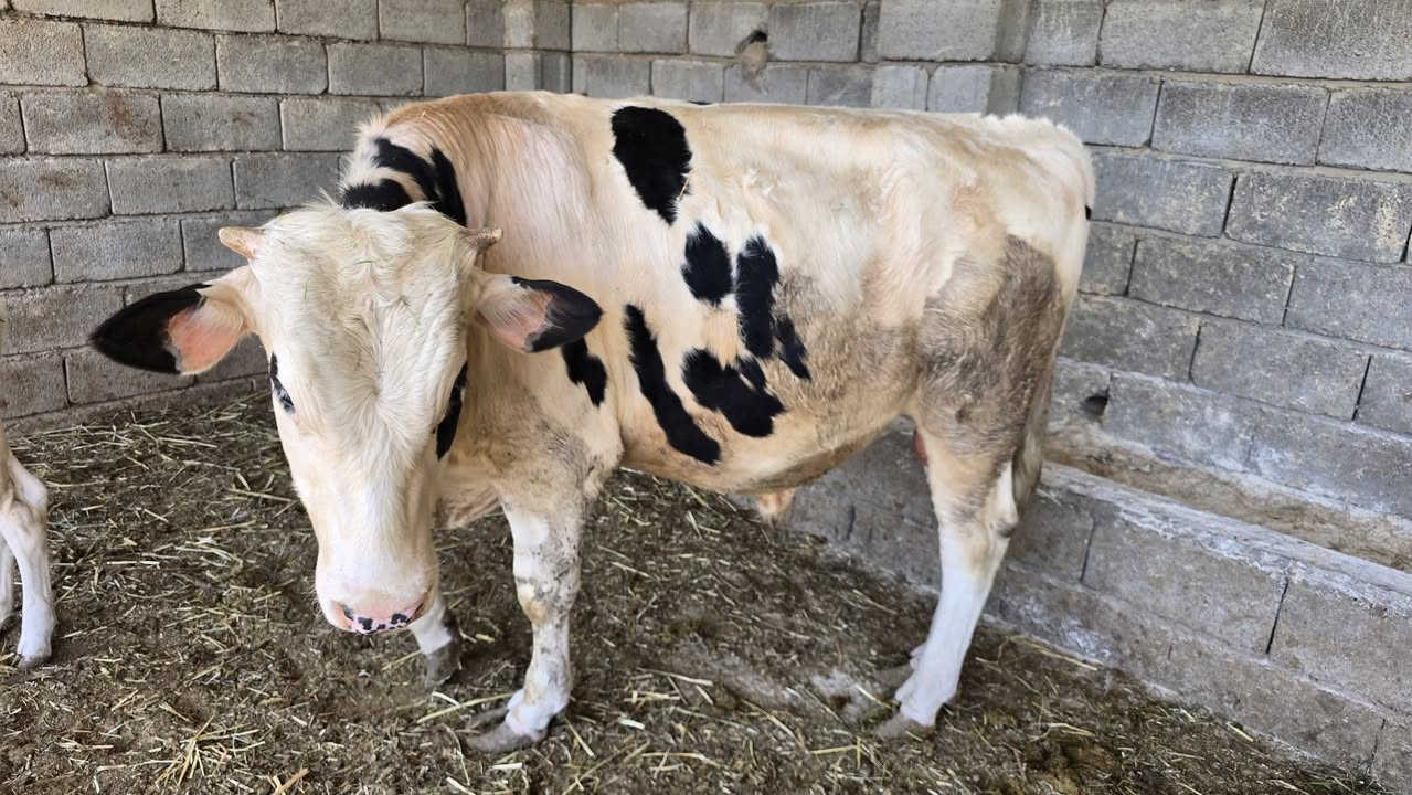 اللهم صلي على محمد وال محمد عجل فرنسي خير من الله يرهم  فحولية وكصابة ***********

