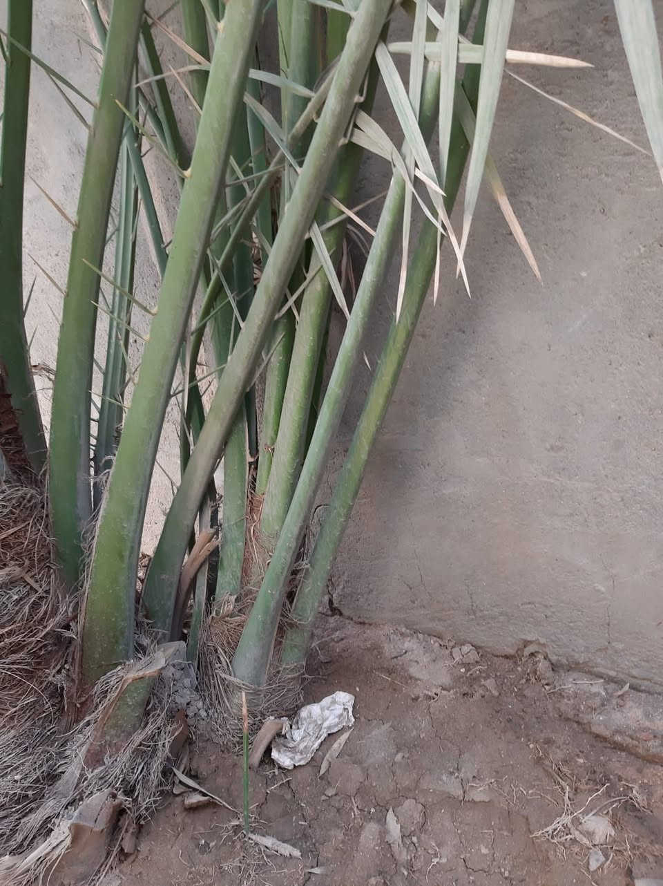 سلام عليكم
فرخ نخل برحي للبيع الشلعة الاولى شرط وتجي وشوف بعينك العنوان البصرة/ الامن الداخلي 
السعر على الخاص


**إذا كنت صاحب هذا الإعلان وتريد حذفه لأي سبب، رجاءا أرسل رسالة إلى الدعم الفني**