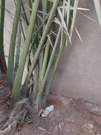 فرخ نخل برحي • شلعة أولى • البصرة الأمن الداخلي