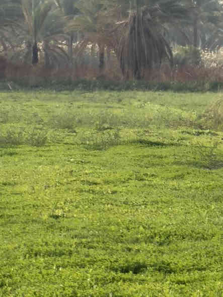 السلام عليكم (2دونمين) للبيع في بغداد الراشدية)تبعد عن هاذة الشارع الرئيسي كيلو وانص  (ماء+كهرباء+تبليط)(سند25) تحويل بسم المشتري السند بأسم شخص واحد يتحول بأسم  المشتري)(السعر الدونم75بيةً مجال) (اليحب يتصل على هذا الرقم )(***********)(ملاحضة::
السعر بلاش75 مليون للدونم الواحد، بينما بنفس المنطقة يبيعون الدونم بـ 150(ملاحضة روح اسئل على المنطقة شوف السعر  كلة125 -150 يوصل ال200دونمً الواحد ابس يامي 69بية مجال)
