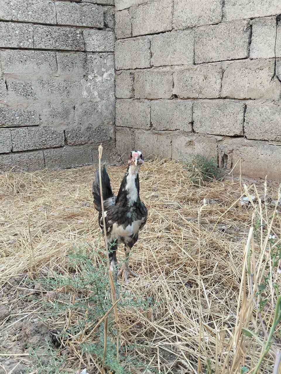 متاح
ديج ودجاجه بوطاني رصاصي
صحتهم خير من الله 
ملقحين كامل ثلاثي ورباعي زيتي 
خشانه فول نضافه فول
صحه جيده 
عمرهم فوك ال 5 اشهر
دجاجه على مبياض
ديج فول
سعرهم اثنينهم 50 الف
عنواني موصل ايسر كوكجلي 
خاص مفتوح


**إذا كنت صاحب هذا الإعلان وتريد حذفه لأي سبب، رجاءا أرسل رسالة إلى الدعم الفني**