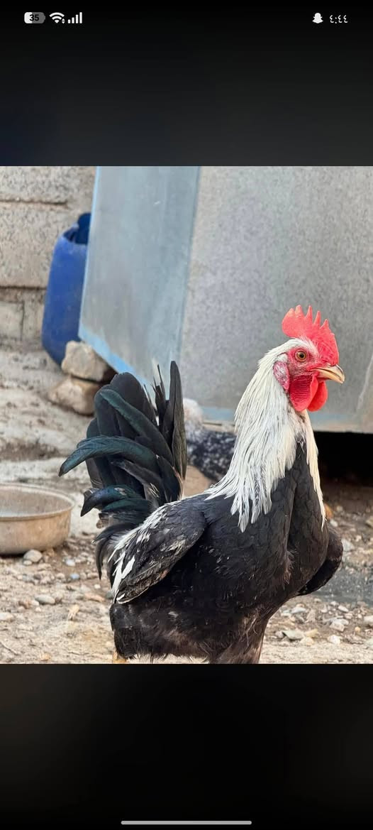 ديج دندرواي شمسي خط الاول مكان طويريج


**إذا كنت صاحب هذا الإعلان وتريد حذفه لأي سبب، رجاءا أرسل رسالة إلى الدعم الفني**