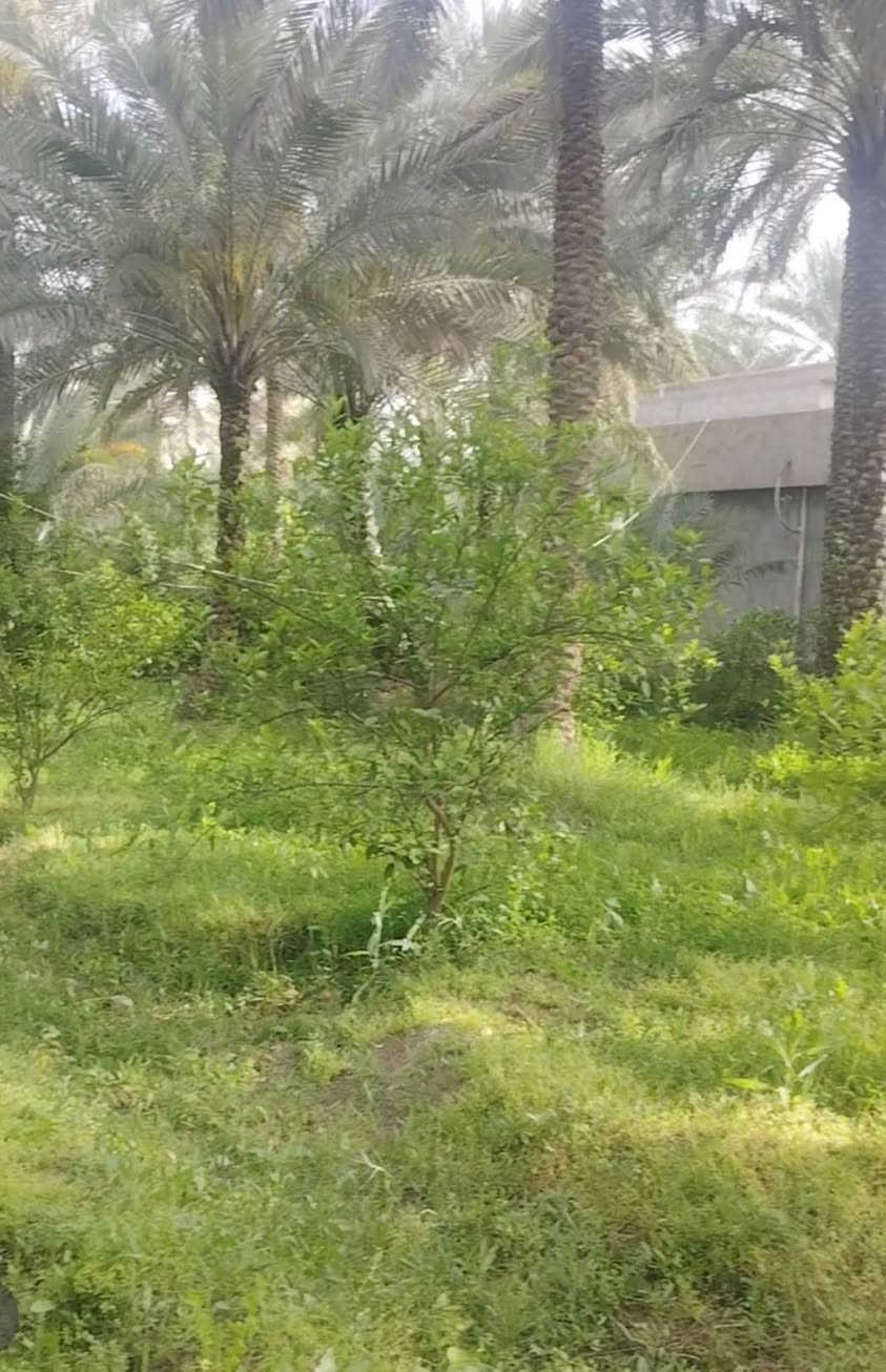 اللهم صل على محمد وال محمد
ارض للبيع المساحه 3 دونم ونص طابو ٢٥ تحويل باسم المشتري الأرض تحتوي على بيوت عدد 3 بناء حديث تباع كل الأرض العنوان كربلاء الحسينيه قريب ع العطيشي تحتوي الأرض ع نخيل عدد ٢٢٥ أنواع الحمضيات والفواكه الاستفسار ع الرقم ***********
