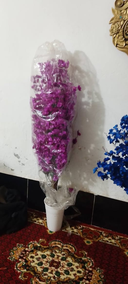 شجرالوحده رتفاعه مترين وعشرين الوردكثافه بيه سعر25ارخص من بغداد شرط ولي واسط 15تصفيت محل ***********
