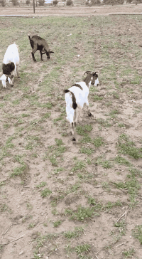 اسلام عليكم جذاع سنين عشر  شهرين ونص اثنين غزاليات سعرهن 600 وبيهن مجال مكاني علم فلكه الفرسان ***********
