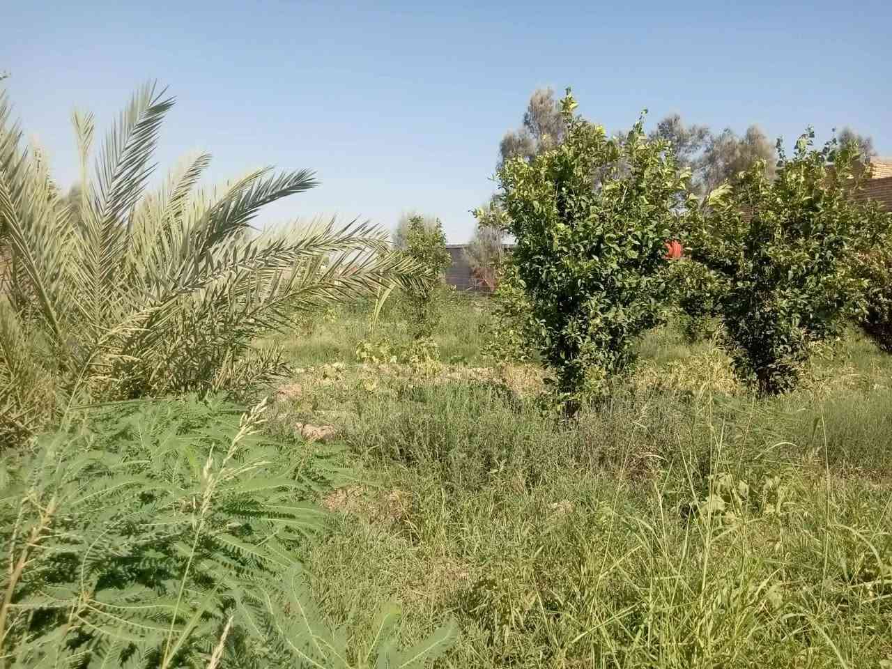 السلام عليكم دونم اللبيع كوت اليوسفيه غريب معسكر تدريب مكلف بنشر هاذا رقم صاحب الرض***********
