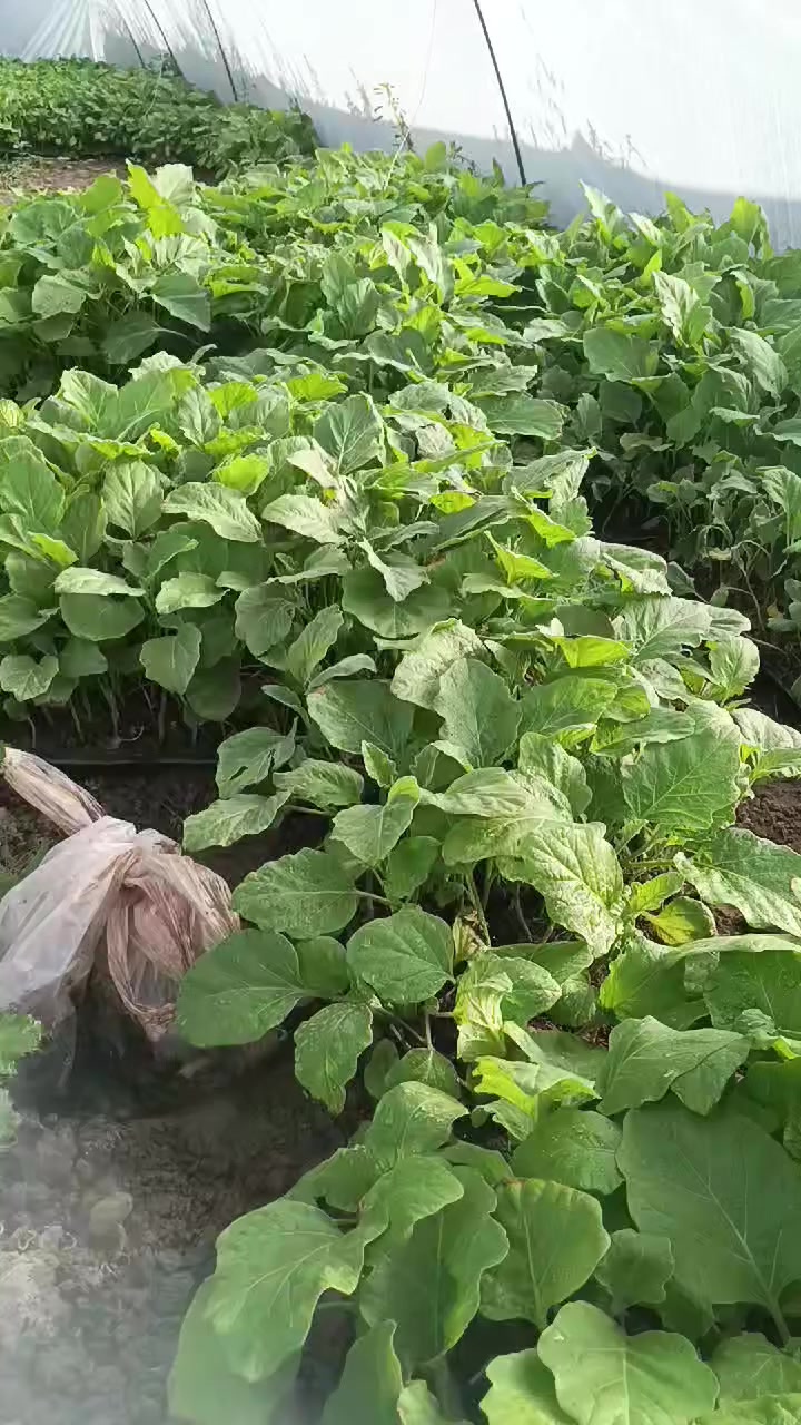 السلام عليكم اخوان توجد دايا مال بيتنجان البزر سوري اتعهد بالنوعيه مثل ما موضح بالصوره المكان بابل النيل جسر كيش اتصل على الارقام  ***********ا ***********
