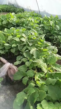 بزر بيتنجان • سوري • بابل جسر كيش