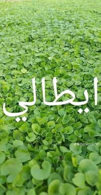 ثيل هندي • ثيل إيطالي • درجة أولى