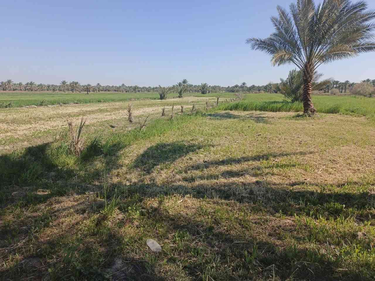 اسلام عليكم قطعه لبيع المساحه 3 دونم وجهيه 50
تحويل بسم المشتري  طابو زراعي سند 25 
مكان كلش حلو تبعد عن الشارع العام مال الدسميه 300 متر 
وبسعر مناسب  خدمات متوفره
استفسار اتصال ع الرقام ***********          ***********
