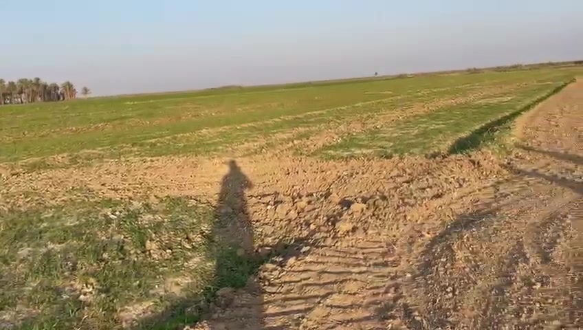 السلام عليكم ارض زراعيه مساحه ٢٠ دونم طابو سند ٢٥ تربه جيده جدا كهرباء وتبليط تبعد الارض ٥٠ متر وعن دجله اقل من كيلو نهر سقي خاص ١٠ دوانم منها بستان زراعه جديد مع حمضيات و١٠ دوانم مزروعه حنطه وجه الارض ١٠٥ متر تبعد عن مركز المدينه ٥ دقايق المكان الصويره طريق كصيبه سعر الدونم ١٨ مليون وبيها مجال *********** تباع حسب الطلب
